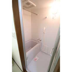 アムール もみの木のサムネイル