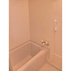 アムール もみの木のサムネイル