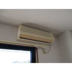 アムールフジのサムネイル