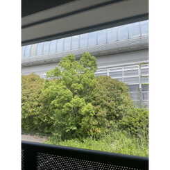 アンプルールリーブルルーアンのサムネイル