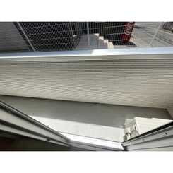 アムールMのサムネイル