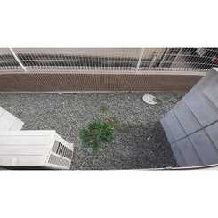 Climb鳳のサムネイル